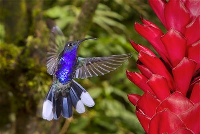 Costa Rica, Kolibri